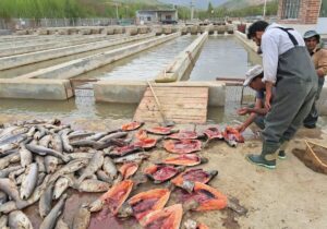 قزل آلای نهاوند زیر فشار کم‌آبی، آلودگی و بلاتکلیفی مجوزها