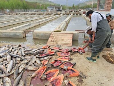 قزل آلای نهاوند زیر فشار کم‌آبی، آلودگی و بلاتکلیفی مجوزها