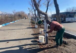 تداوم عملیات حفاظتی درختان در سطح شهر تبریز با تمرکز بر محورهای پرتردد