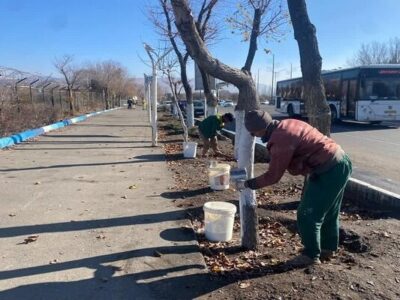 تداوم عملیات حفاظتی درختان در سطح شهر تبریز با تمرکز بر محورهای پرتردد