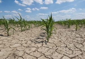 تنش آبی کشور چگونه رفع میشود/ از مدیریت مصرف تا تغییر الگوی کشت