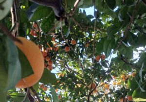 این کارگاهها نان دلالهای مرکبات مازندران را آجر می کند!