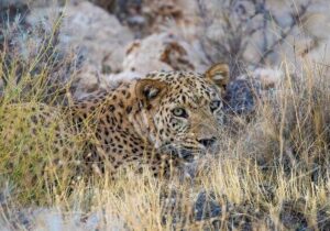 حمله پلنگ به دامهای اهلی در بخش رودخانه رودان