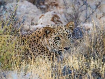 حمله پلنگ به دام‌های اهلی در بخش رودخانه رودان