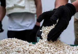 افزایش کشف قرص‌های روان‌گردان در استان بوشهر