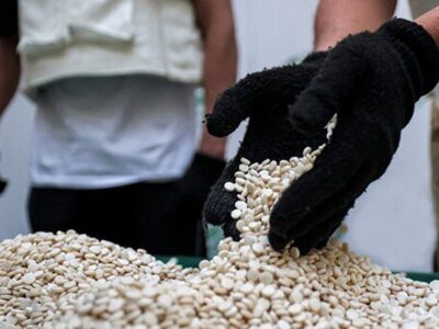 افزایش کشف قرص‌های روان‌گردان در استان بوشهر