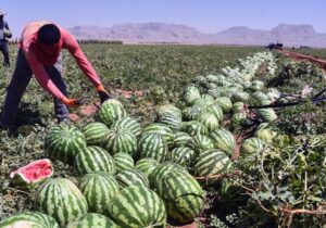برداشت هندوانه شب یلدا از مزارع شهرستان رودان آغاز شد