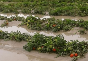 هشدار به کشاورزان هرمزگانی درباره سیلاب و سرمازدگی