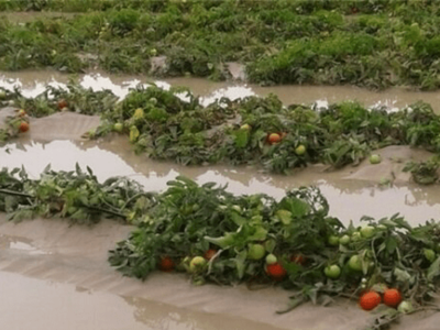 هشدار به کشاورزان هرمزگانی درباره سیلاب و سرمازدگی