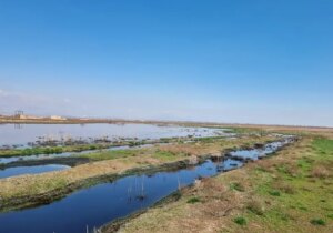 تالاب صالحیه اولویت اول زیستمحیطی البرز/ حذف زهکش، شرط اصلی احیای تالاب