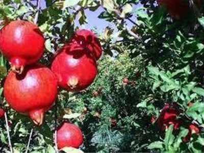 تولید یک میلیون و ۳۵۷ هزار تن انار/ بازار شب یلدا تامین است