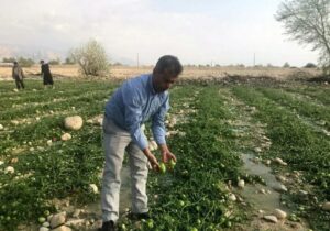 بارندگی و تگرگ به مزارع کشاورزی جنوب بوشهر خسارت سنگین وارد کرد