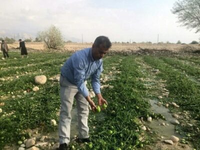 بارندگی و تگرگ به مزارع کشاورزی جنوب بوشهر خسارت سنگین وارد کرد