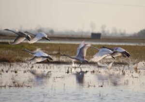 دمی حال خوش برای مازندران؛ قطعه کوک سرخرود با سمفونی مهاجران