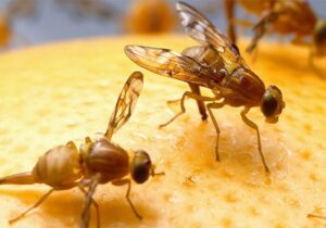 رئیس سازمان حفظ نباتات کشور: پیش‌آگاهی هوشمند آفات رویکردهای حدسی را حذف می‌کند