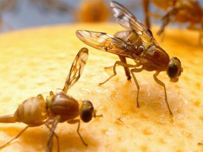 رئیس سازمان حفظ نباتات کشور: پیش‌آگاهی هوشمند آفات رویکردهای حدسی را حذف می‌کند