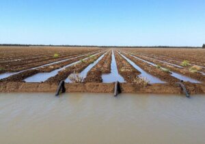 کشاورزی سنتی؛ بلای جان دریاچه ارومیه و استان آذربایجان غربی