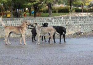 چالش‌های مدیریت سگ‌های ولگرد در کهگیلویه وبویراحمد