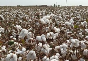 برداشت یک هزار تُن پنبه از مزارع گرمسار در سال ۱۴۰۴ پیش‌بینی می‌شود