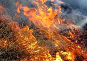 چرا مهار آتش‌سوزی‌های جنگلی با تأخیر مواجه شد؟