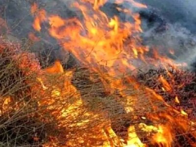 چرا مهار آتش‌سوزی‌های جنگلی با تأخیر مواجه شد؟