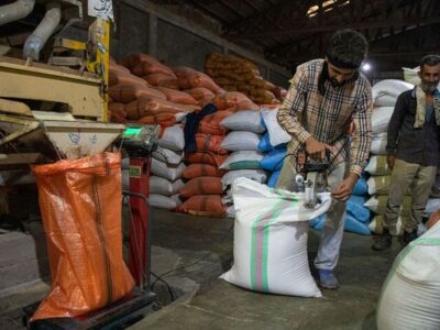 تولید ۱۰۰ هزار تن برنج کشت دوم در گیلان/ تولید تا نیمه زمستان ادامه دارد