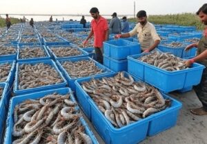 افزایش ۸۰ درصدی تولید میگوی پرورشی در استان بوشهر