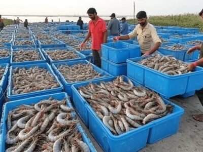 افزایش ۸۰ درصدی تولید میگوی پرورشی در استان بوشهر