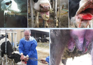 تب برفکی به دامداران اصفهان خسارت زد؛لزوم مرزبندی بهداشتی برای دامداری