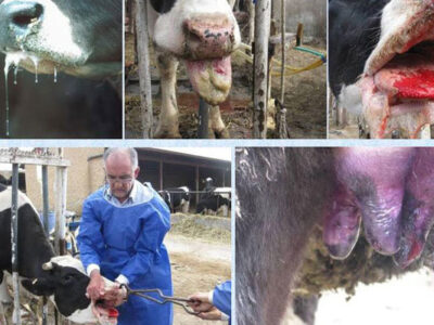 تب برفکی به دامداران اصفهان خسارت زد؛لزوم مرزبندی بهداشتی برای دامداری