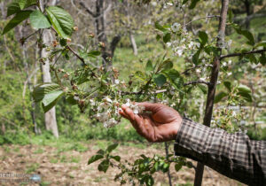 هشدار نارنجی هواشناسی کشاورزی در خوزستان؛ احتمال سرمازدگی محصولات