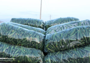 عرضه گسترده خیار سبز در میادین تره بار هشتبندی هرمزگان