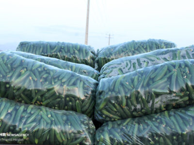 عرضه گسترده خیار سبز در میادین تره بار هشتبندی هرمزگان
