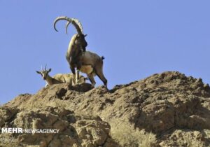 تصاویری زیبا از « کل و بز وحشی» در منطقه البرز مرکزی چالوس
