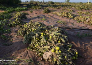خسارت بارندگی به کشاورزان و صیفی کاران بخش سورک
