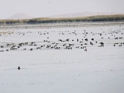 سلیمانی: ۳۰۰ هکتار از تالاب بین المللی کانی برازان مهاباد احیا شد