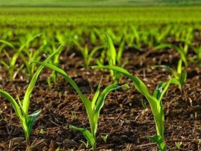 تحقق ۸۶ درصدی پیشرفت فیزیکی الگوی کشت استان قزوین