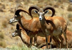 محیط زیست اصفهان: حیات وحش از تب برفکی مصون مانده است