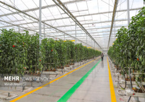 فعالیت ۲۵ هکتار گلخانه در شهرستان قزوین