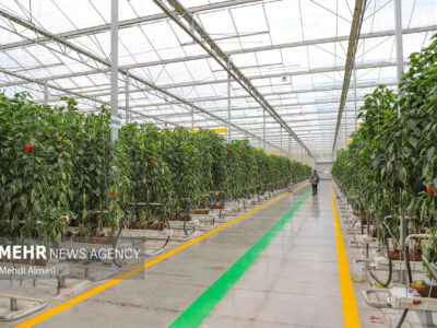 فعالیت ۲۵ هکتار گلخانه در شهرستان قزوین