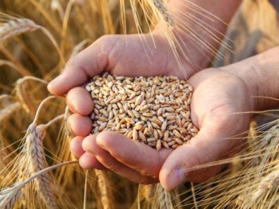 ۶۶ هزار تن گندم کیفی وارد کشور شد