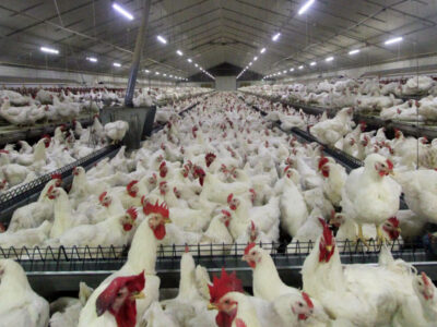 شیوع آنفلوانزای پرندگان در مرغداری ها به دامپزشکی اطلاع رسانی شود