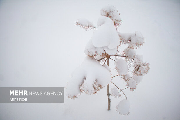 بارش سنگین برف در محور مواصلاتی قهرود به کاموی شهرستان کاشان