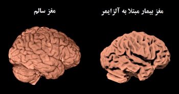 سخن پیامبر(ص) که در دانشگاه برگن نروژ ثابت شد!