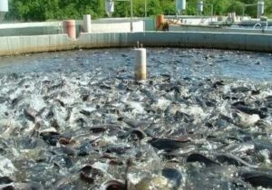 آذربایجان غربی قطب شیلات و آبزیان کشور؛۲۱ هزارتن آبزی تولید می شود