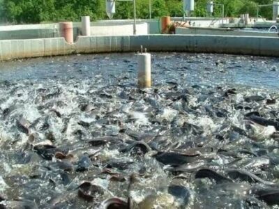 آذربایجان غربی قطب شیلات و آبزیان کشور؛۲۱ هزارتن آبزی تولید می شود