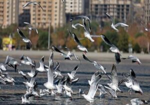 محیطزیست اصفهان: صدور مجوز شکار پرندگان به دلیل آنفلوآنزا ممنوع شد