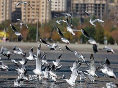محیط‌زیست اصفهان: صدور مجوز شکار پرندگان به دلیل آنفلوآنزا ممنوع شد