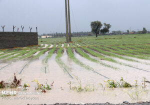 خسارت ۲۰۰ میلیاردی سیل و بارندگی به بخش کشاورزی میناب