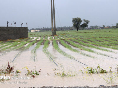 خسارت ۲۰۰ میلیاردی سیل و بارندگی به بخش کشاورزی میناب